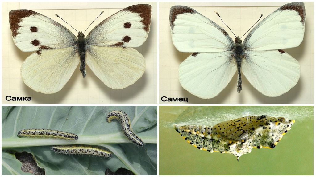 Бабочка капустница: особенности жизненного цикла и способы уничтожения