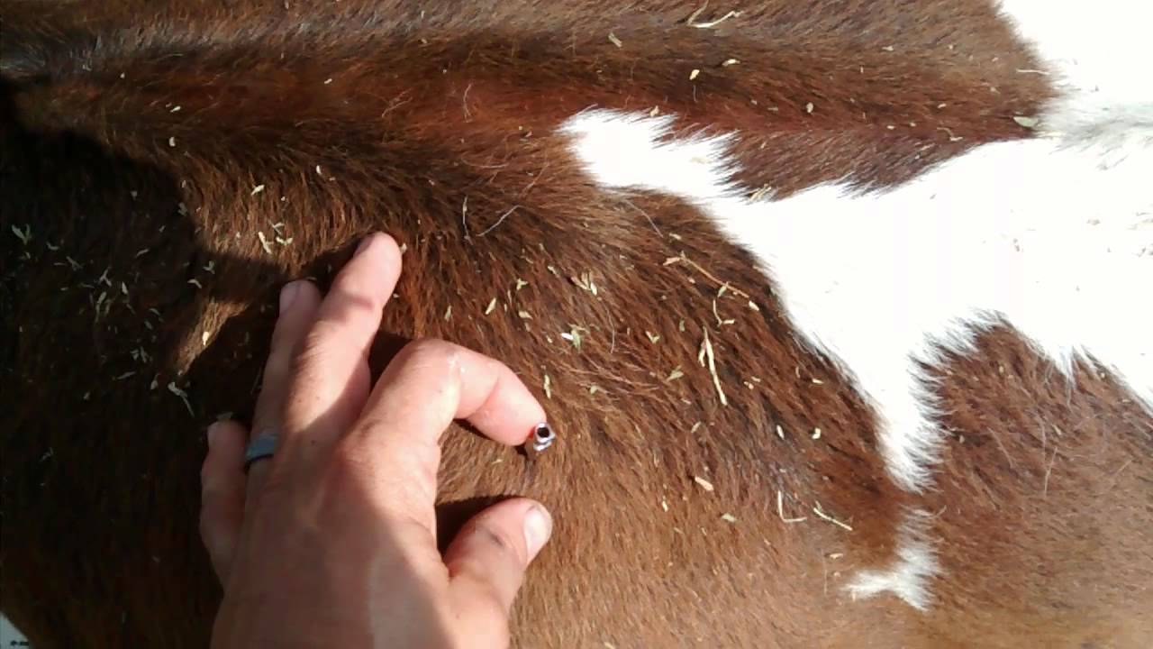Вши у коров: симптомы, лечение медикаментозными и народными средствами