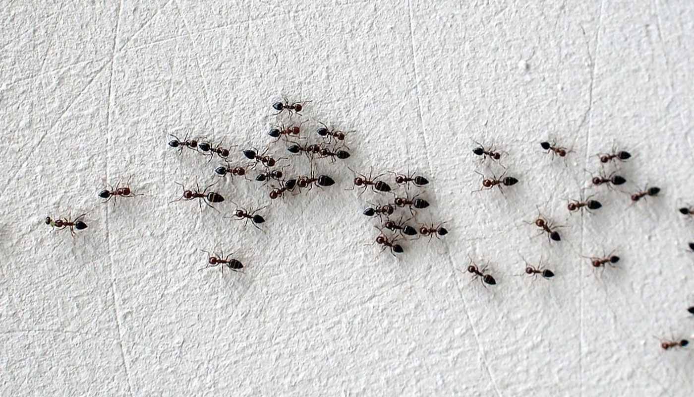 Маленькие муравьи в квартире: от чего они появляются и чем опасны