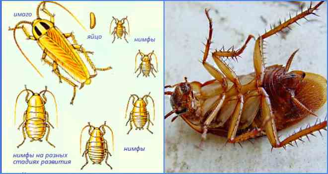 Как размножаются домашние тараканы