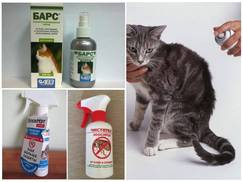 Как вывести блох у кошки или кота в домашних условиях