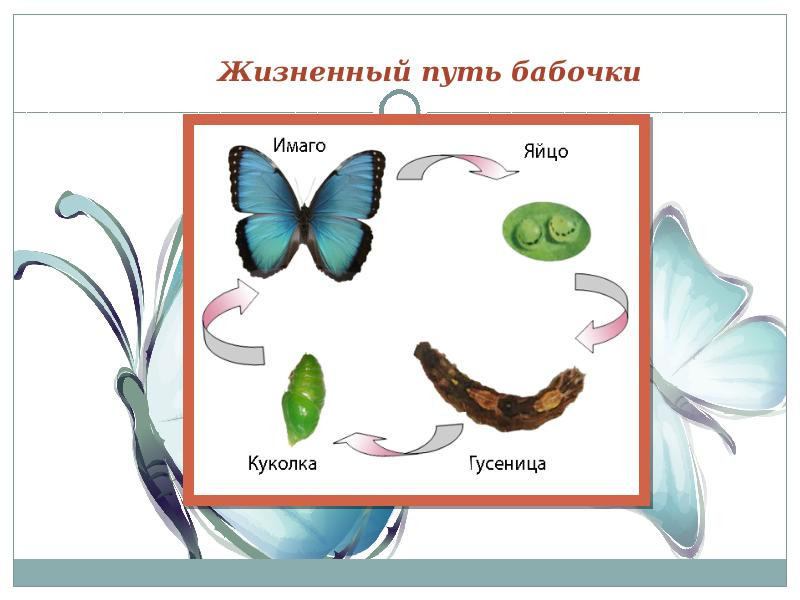 Как появляется бабочка в картинках для детей