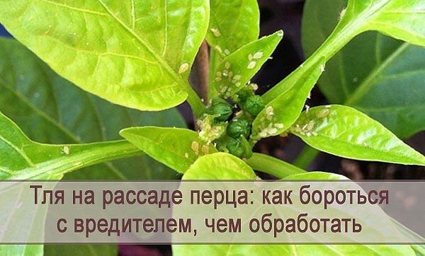 На рассаде перца появилась тля что делать в домашних условиях фото