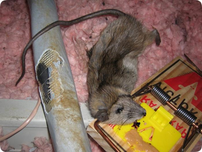 Как избавиться от запаха мышей