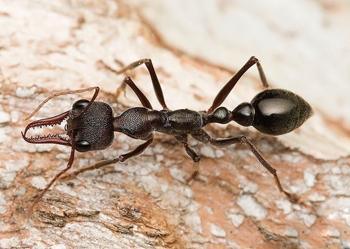Большие муравьи как называются