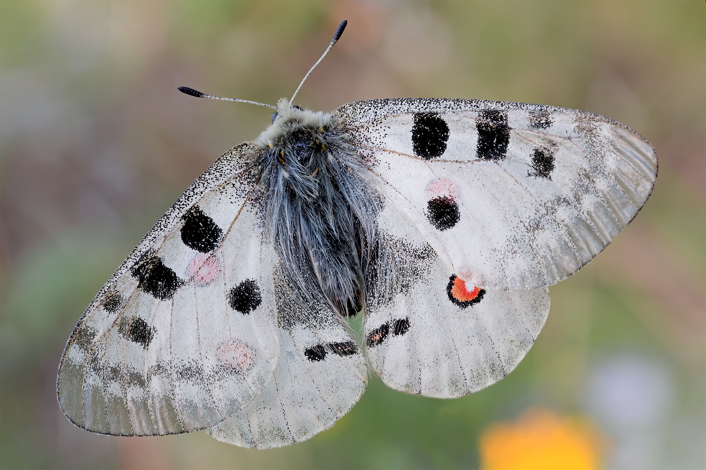 Бабочка аполлон обыкновенный: интересные факты о жизни крупнейшего представителя рода парнассиус