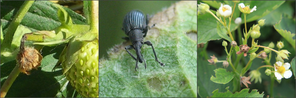 Долгоносик жук насекомое. описание, особенности, виды, образ жизни и борьба с долгоносиком