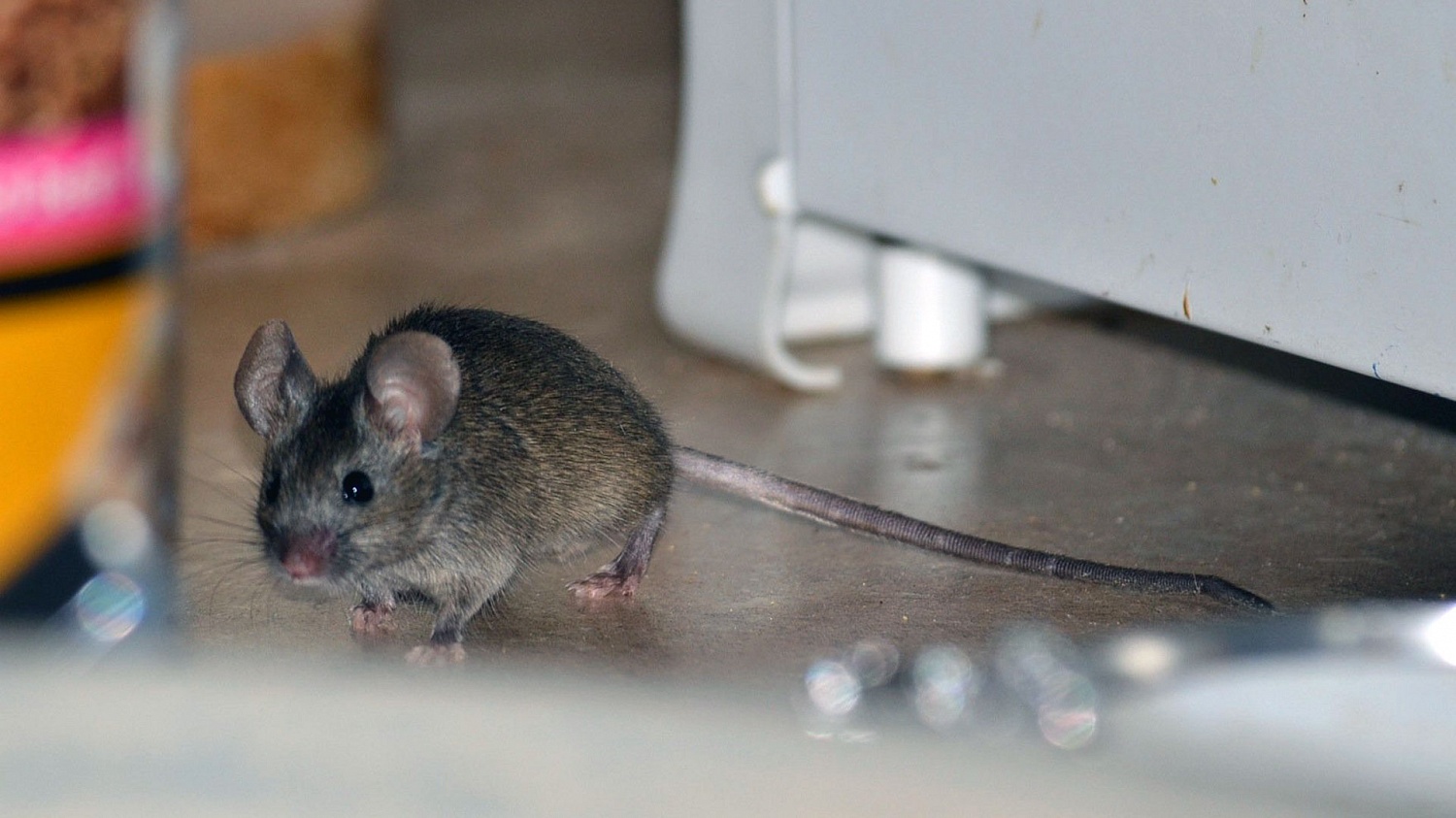 Народные средства от мышей