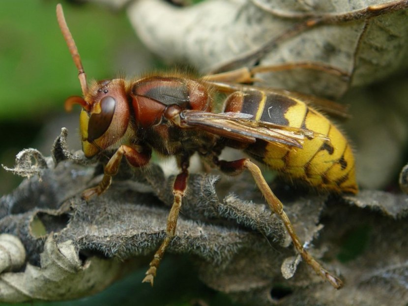 ✅ о матке осы: как выглядит и живет королева ос, размеры королевской особи - tehnomir32.ru