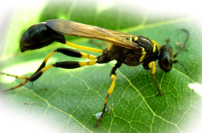 Польза и вред от осы в природе