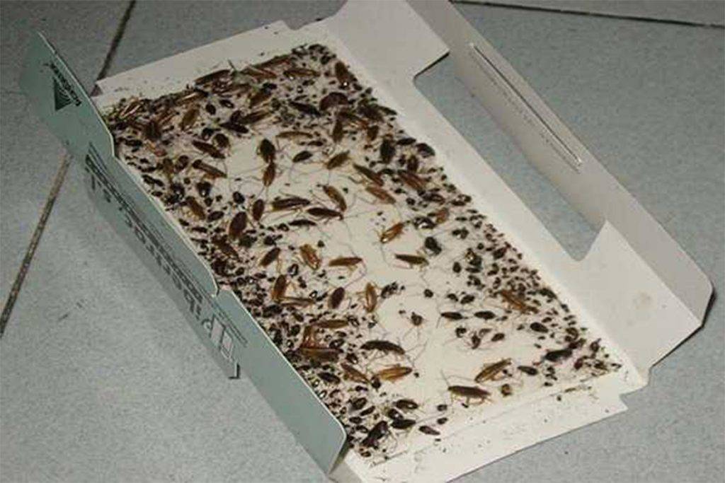 Ловушка для тараканов: обзор самых простых и эффективных методов ловли тараканов (125 фото)