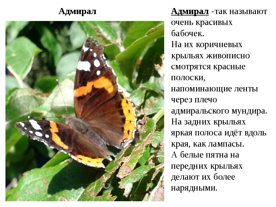 Сообщение первые бабочки 2 класс окружающий мир