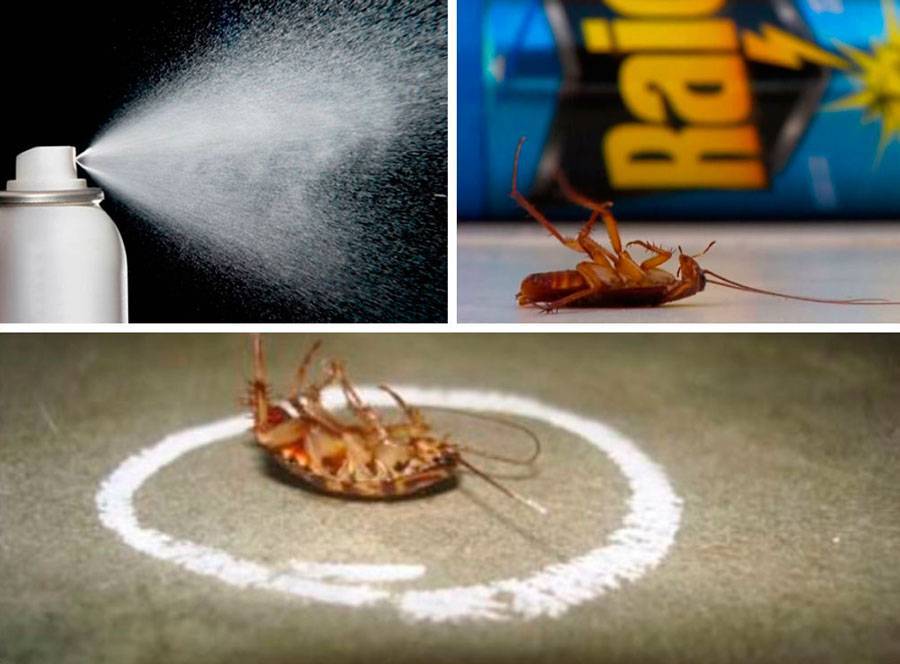 Уничтожение раз и навсегда: как избавиться от тараканов?