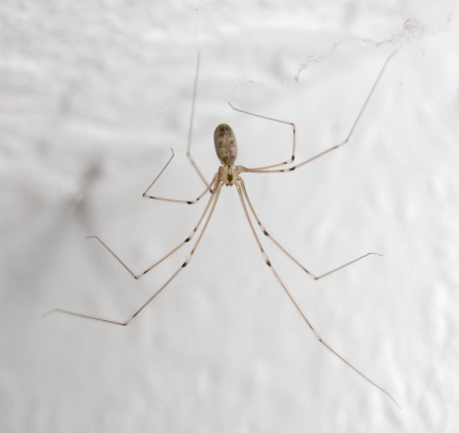 Как избавиться от пауков в частном доме доступными средствами