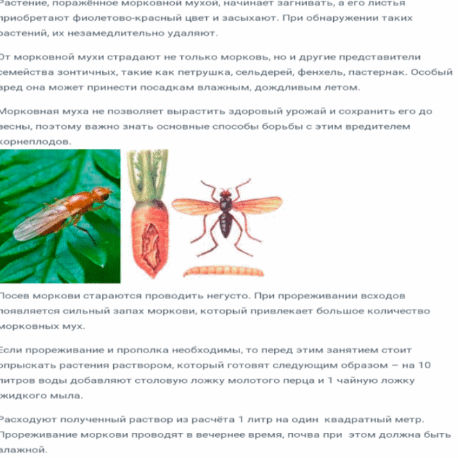 Морковная муха: 7 эффективных способов борьбы с морковными мухами