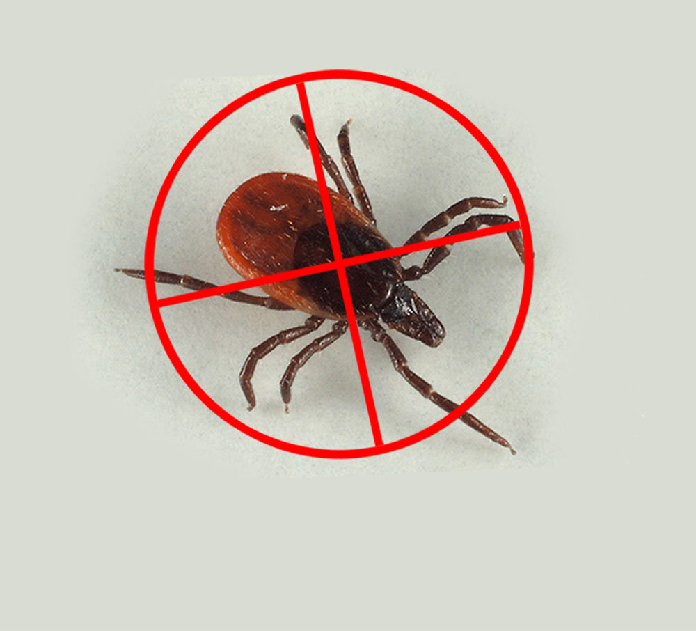 Чем опасен красный паутинный клещ и как с ним бороться?