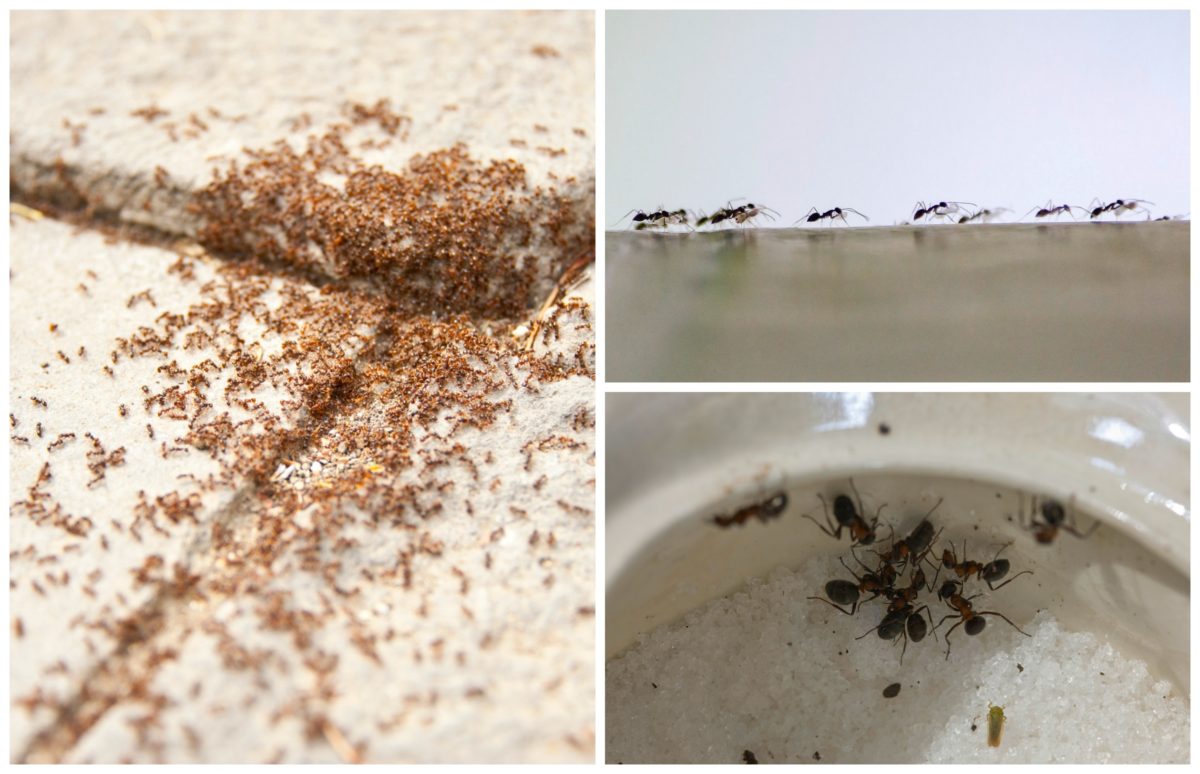 Рыжие муравьи в квартире — как избавиться? причины появления рыжих муравьев в квартире, варианты их изгнания