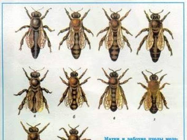 Породы пчел в россии и их характеристика