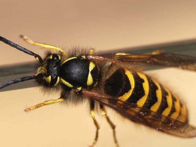 Полосатая муха похожая на осу: название, фото и описание