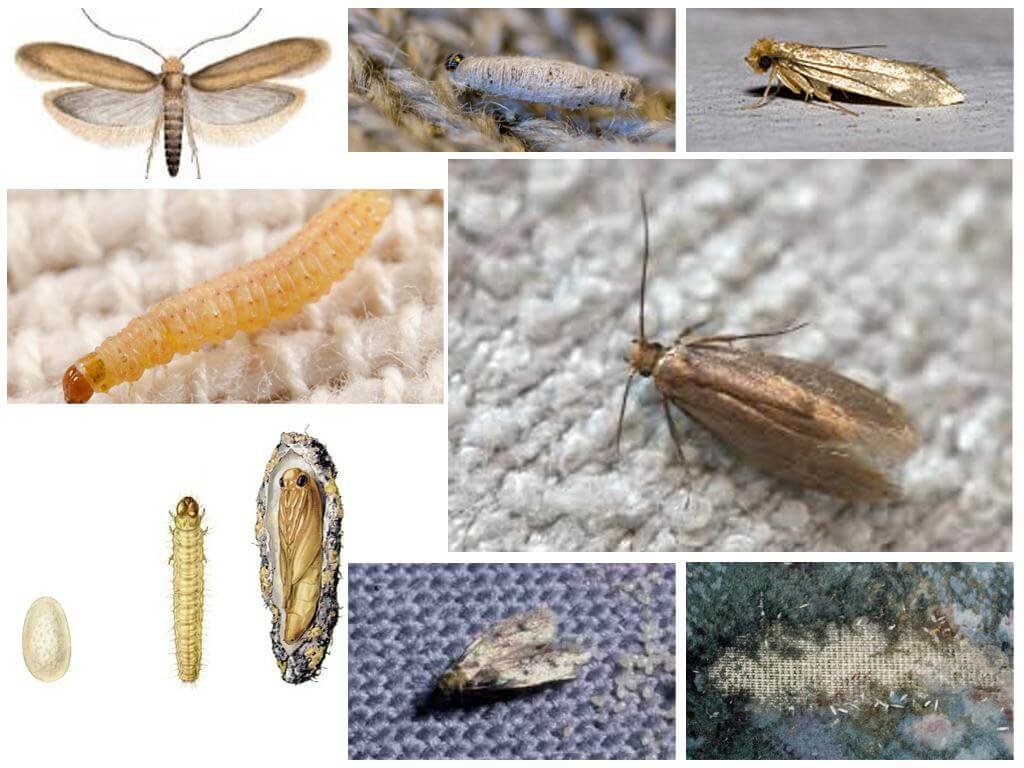 Капустная муха — методы борьбы с ней. личинки, фото мухи, и народные средства
