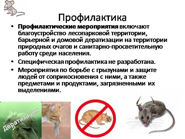 Какие болезни переносят мыши