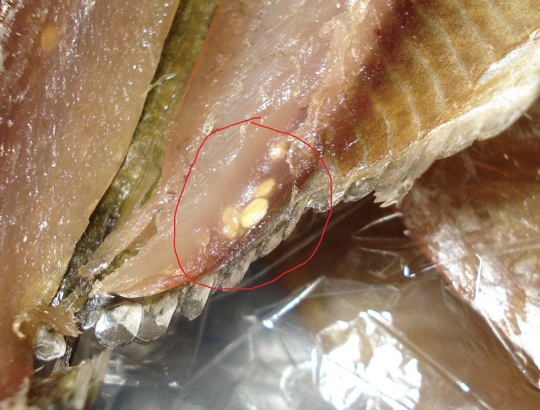 Глисты в рыбе: какие бывают, можно ли есть и что делать?