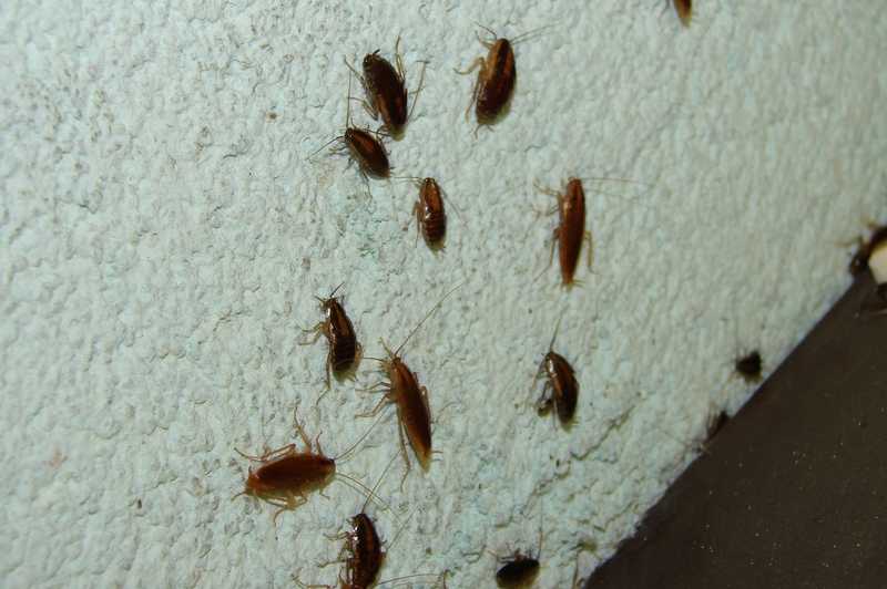 Куда делись тараканы: почему исчезли из квартир и больших городов, описание причин