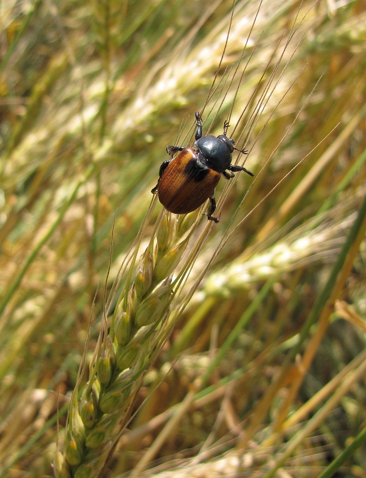 Хлебный жук кузька – вредитель злаковых полей
