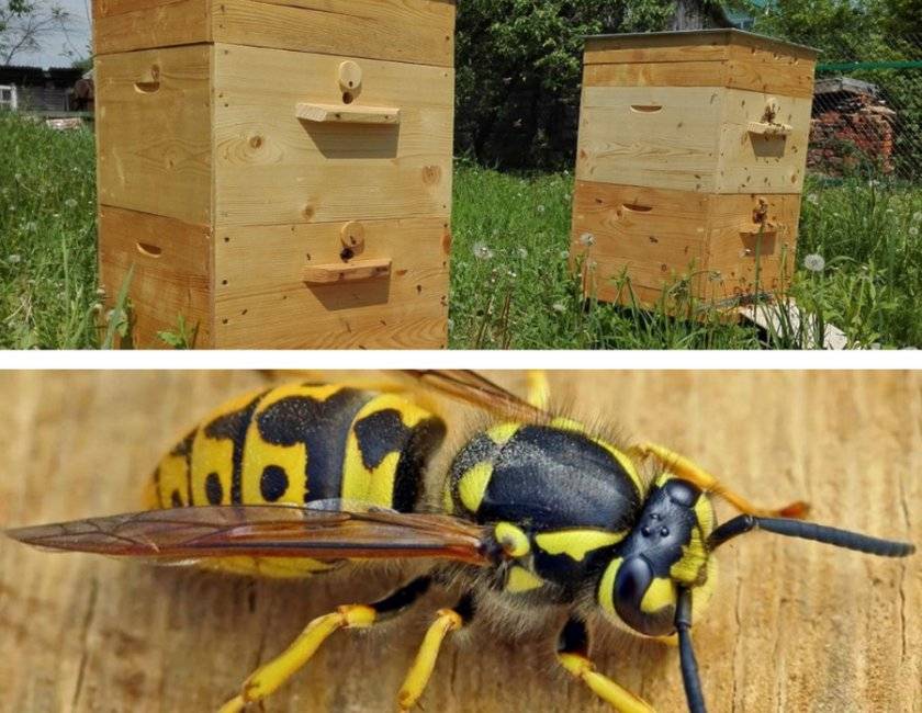 Враги и вредители пчелы: как бороться, большая и малая восковая моль, признаки болезни, меры борьбы, профилактика