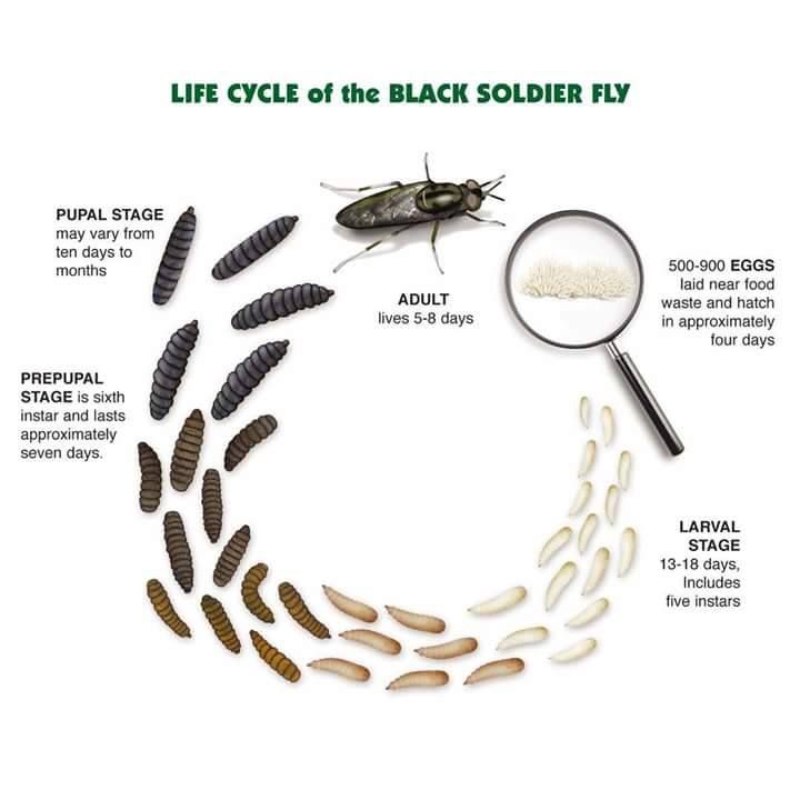Муха черная львинка: разведение насекомого в медицинских целях. как выглядит ферма по выращиванию личинок мух. что с них делают