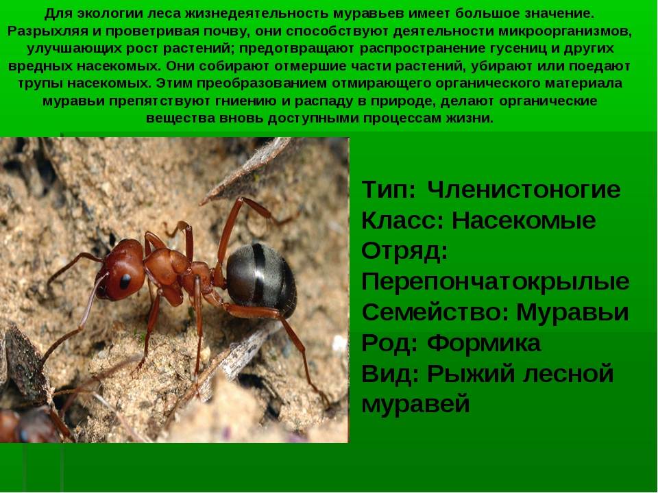 Муравей насекомое. описание, особенности, виды, образ жизни и среда обитания муравья