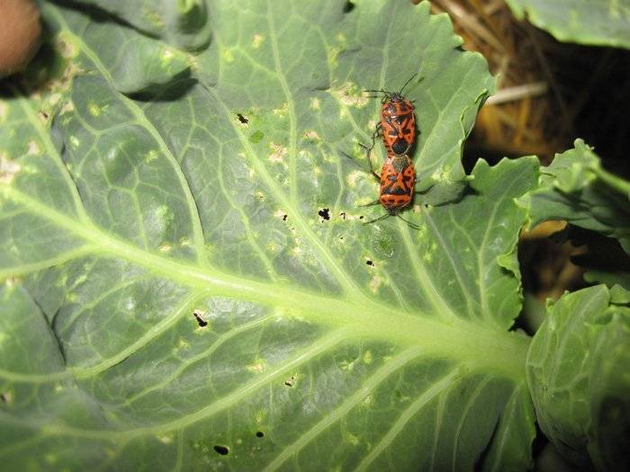 Какие насекомые-вредители помидоров досаждают огородникам