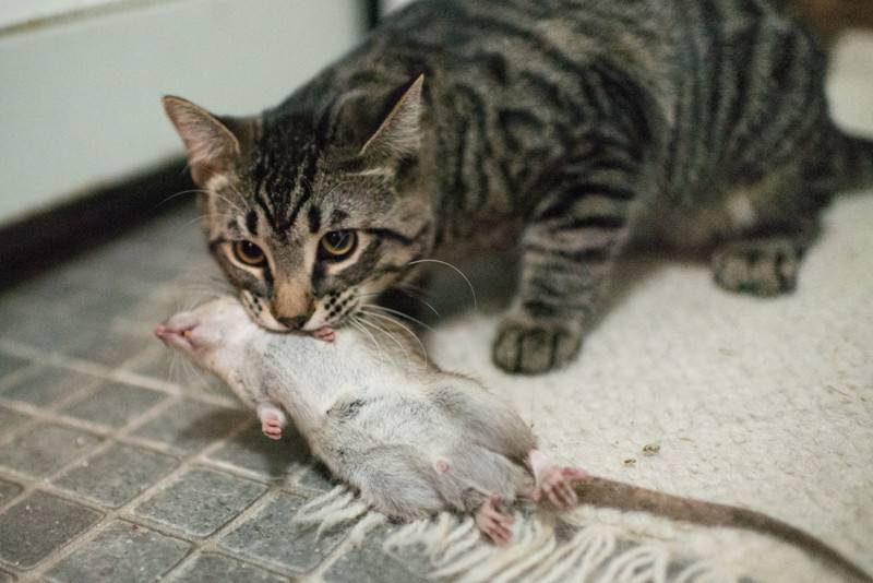 Почему кошки ловят и едят мух