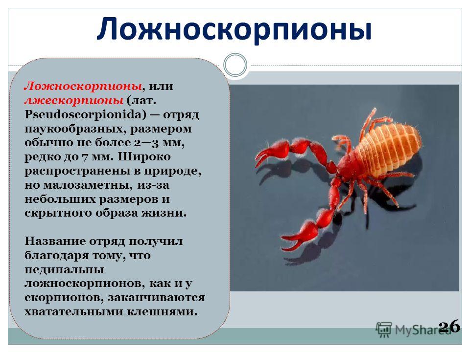 Ложноскорпион (лжескорпион) – описание, фото, виды, чем питается
