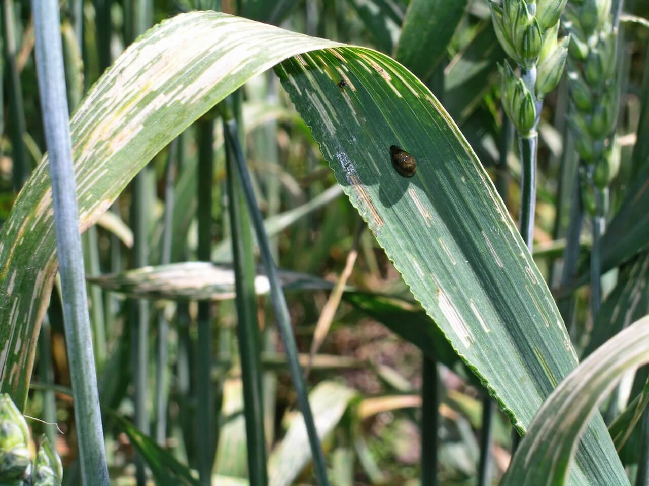 Чем опасна шведская муха на озимой пшенице и как бороться с ней и другими вредителями злаковых