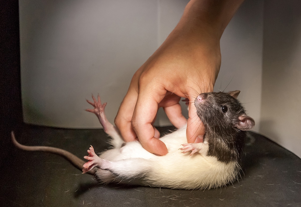Почему крыса пищит или как разговаривают домашние грызуны