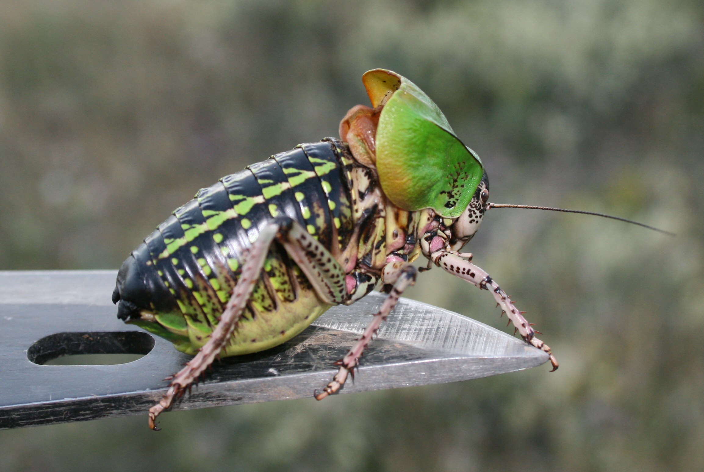Ученые не могут объяснить, почему эти насекомые прыгают