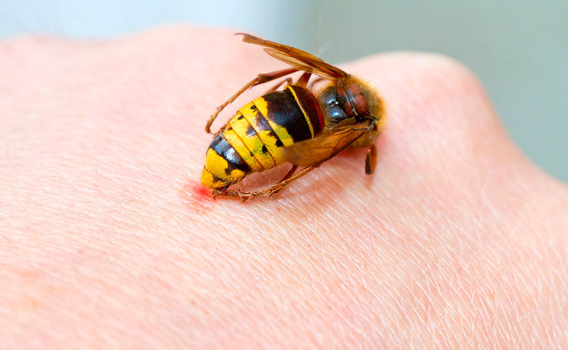✅ об укусе пчелы: как выглядит, что помогает, народные средства и последствия - tehnomir32.ru