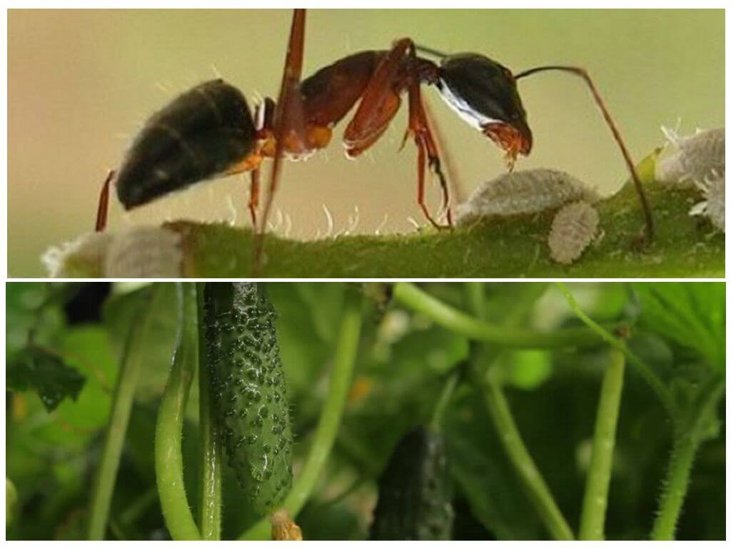 Как быстро вывести муравьев из теплицы: физические методы, химические средства и народные способы