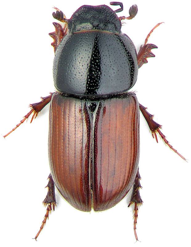 Афодий двупятнистый – редкий краснокнижный жук
