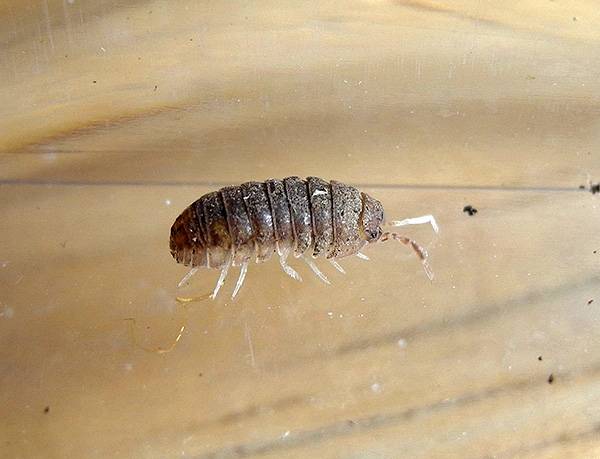 Дома завелись белые червячки быстро бегают. насекомые в ванной комнате: непрошенные гости и методы борьбы с ними