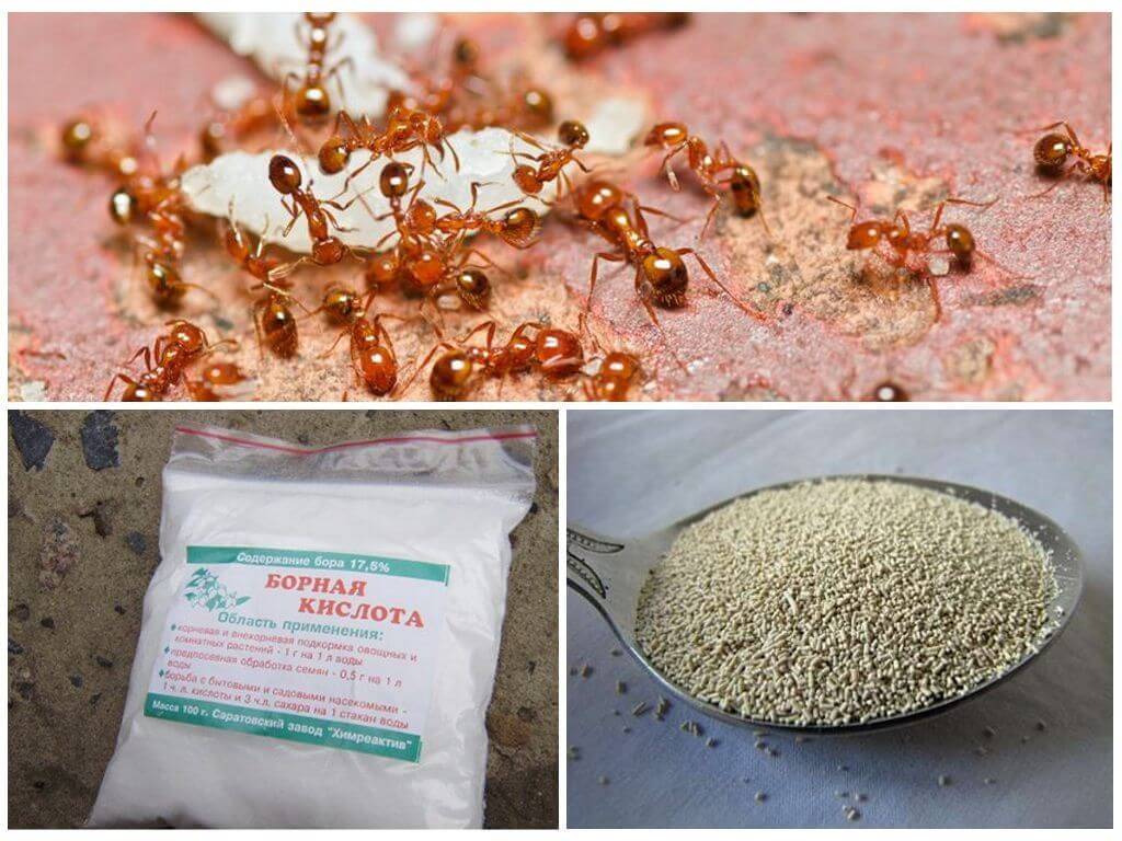 Как избавиться от муравьев на кухне – народные методы и химические средства