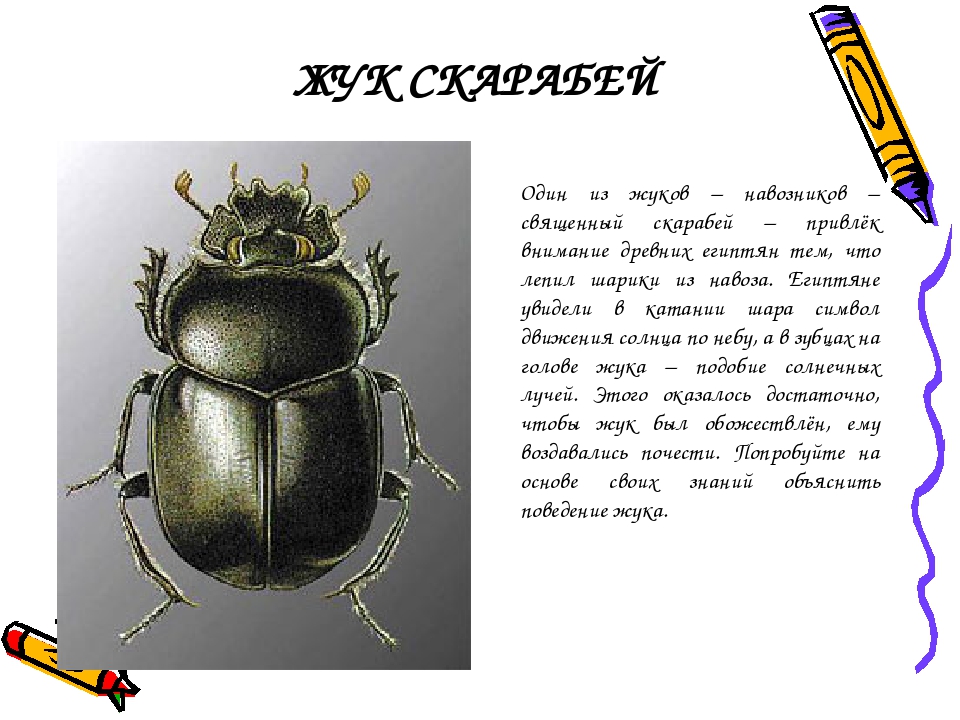 Мифы и правда о жуках скарабеях