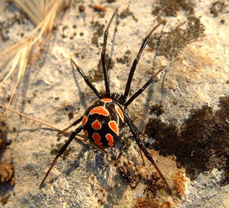 Виды пауков с фото и названиями: ядовитые пауки и безопасные