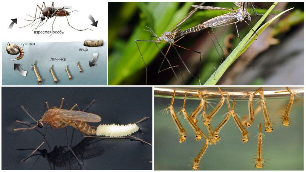 Забудьте о комарах: какие растения посадить, чтобы избавиться от комаров на даче