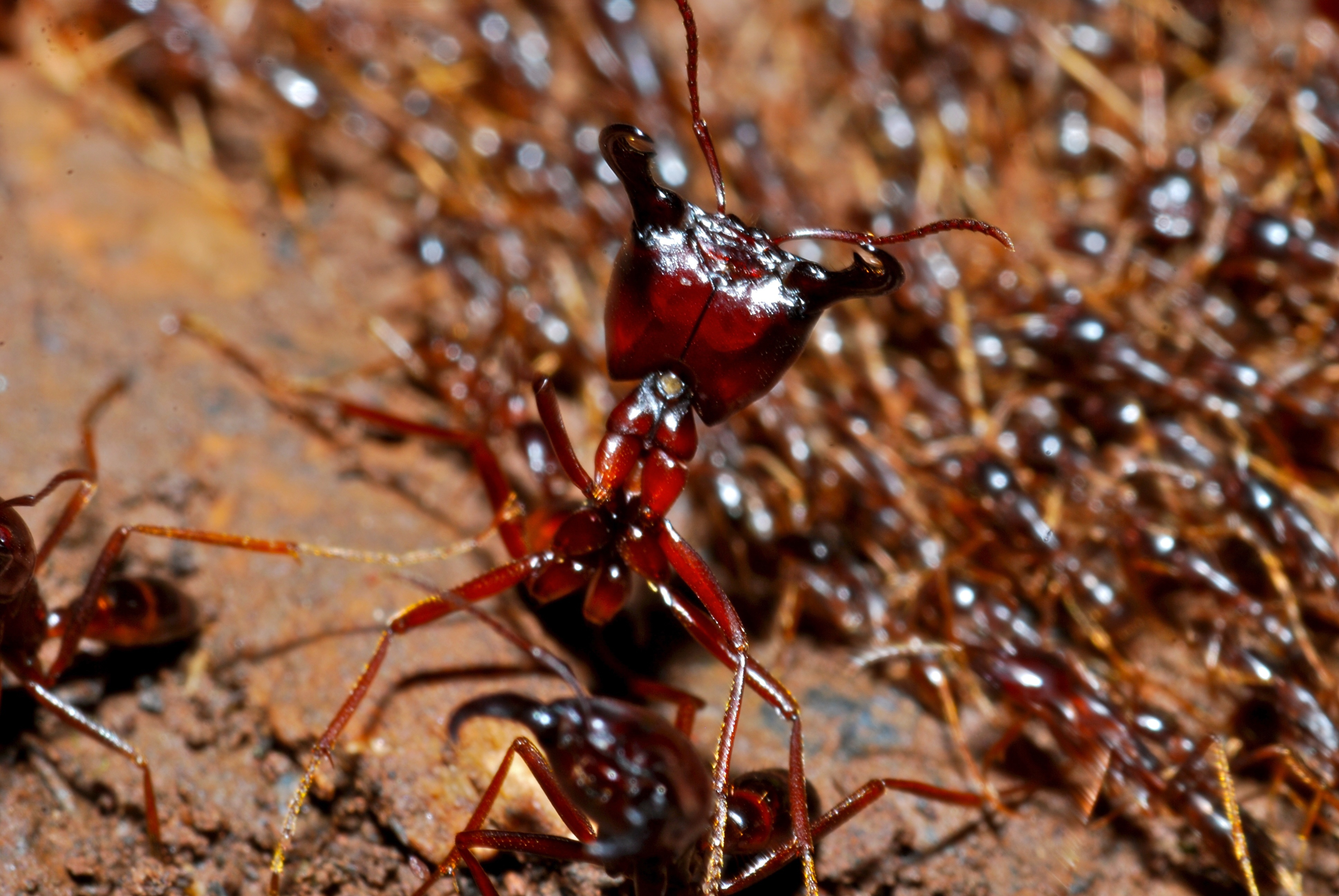 Самые опасные муравьи в мире: какие насекомые являются насекомыми убийцами