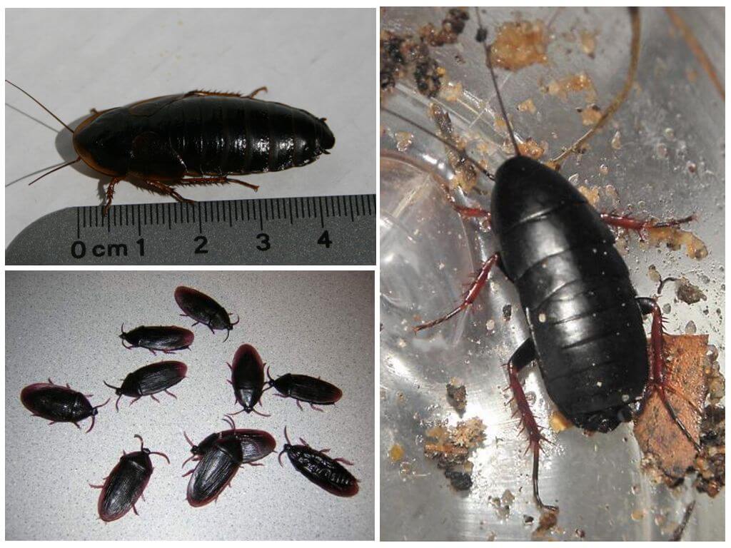 Виды тараканов, которые живут в квартире