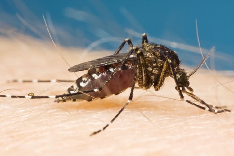 В симферополе аномальное количество комаров 27 июня 2016 года | наша газета крым - свежие новости севастополя, симферополя, ялты, алушты