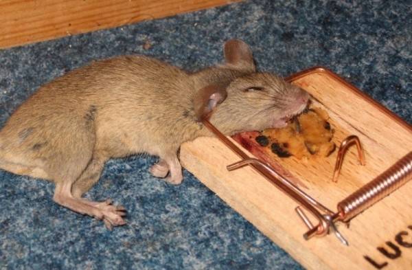 Как поймать крысу в доме без мышеловки
