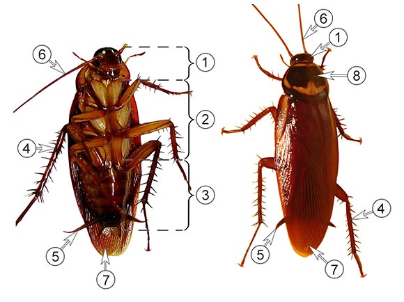 Сколько ног у таракана? виды тараканов: названия, фото, строение | zdavnews.ru | zdavnews.ru